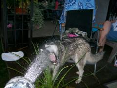 Friday August 03, 2007 20:34 - ACCIDENT ON MAIN ST. 041.jpg